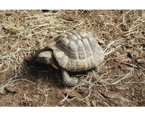 Schildpadsubstraat Floragard box 1x50 L