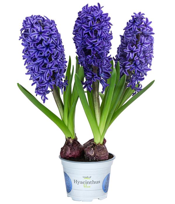 Hyazinthe, verschiedene Farben