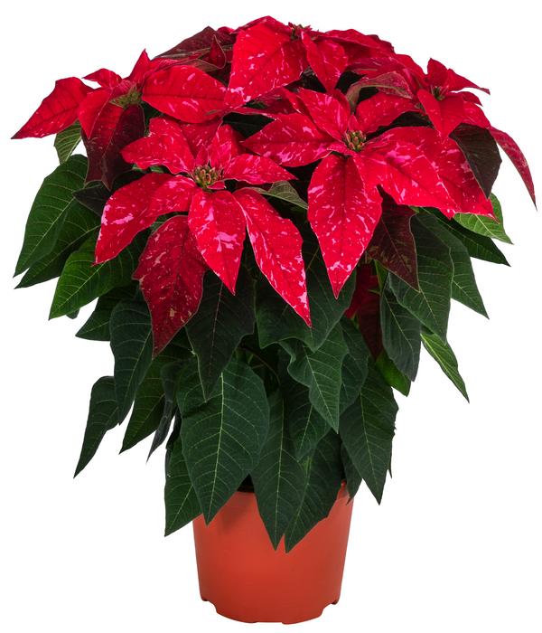 Weihnachtsstern - Euphorbia pulcherrima 'Hot