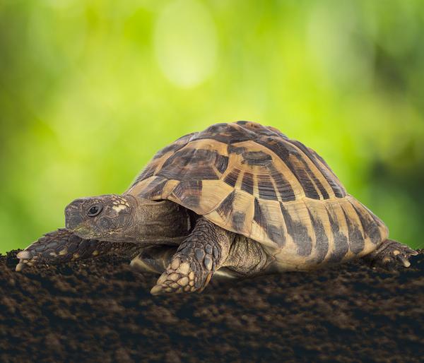 Floragard Schildkrötensubstrat