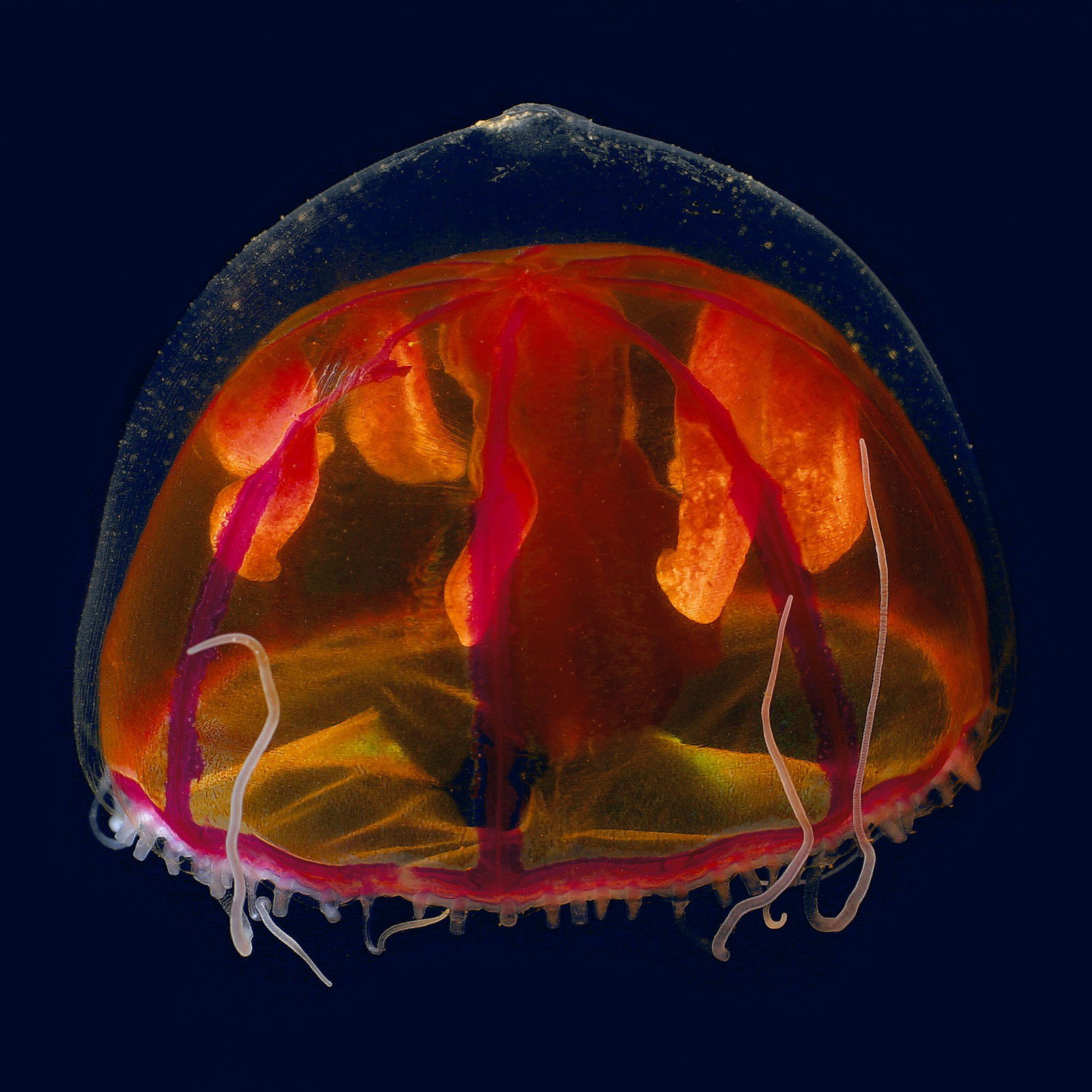Hidden ocean 6 Crossota millsae by Kevin Raskoff - Limited Edition. Edition of: 150. Signed.