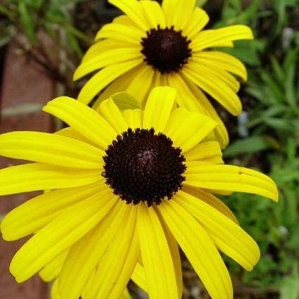 Zonnehoed (Rudbeckia fulgida 'Speciosa') D 9 H 10 cm