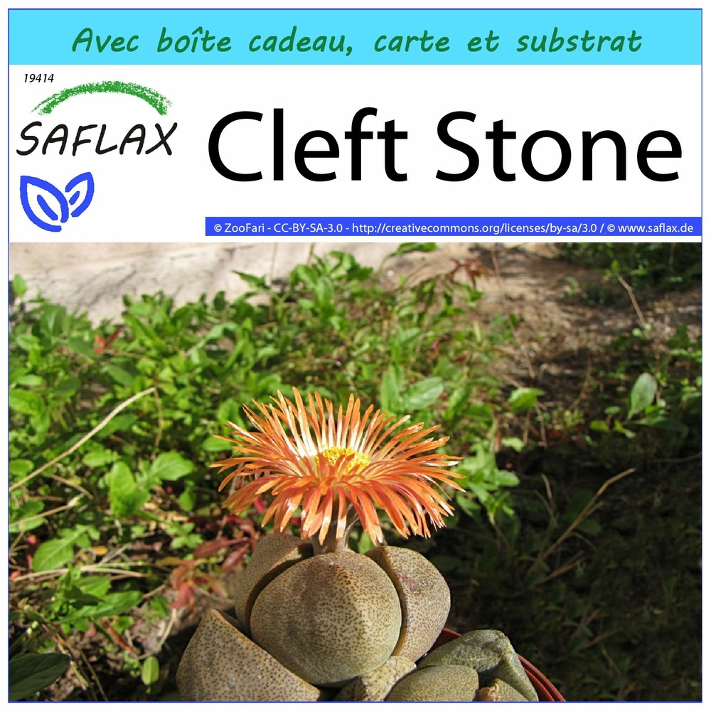 Kit cadeau - cleft stone - 40 graines - pleiospilos nelii