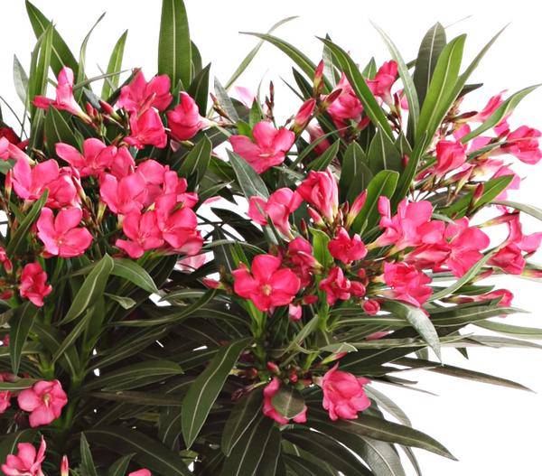 Oleander, Busch