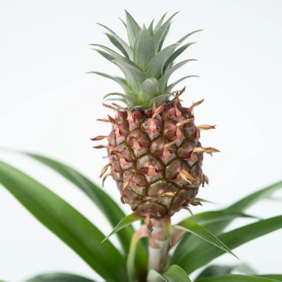 Bromelia - Ananas comosus 'Mi Amigo' - Hoogte 35-45cm - ⌀12cm