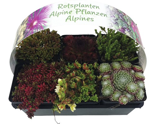 Vaste planten voor de rotstuin MIX FloraSelf H 2-5 cm Ø 9 cm pot 6-pack