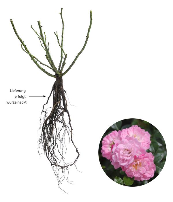 Bodendeckerrose 'Satina®'