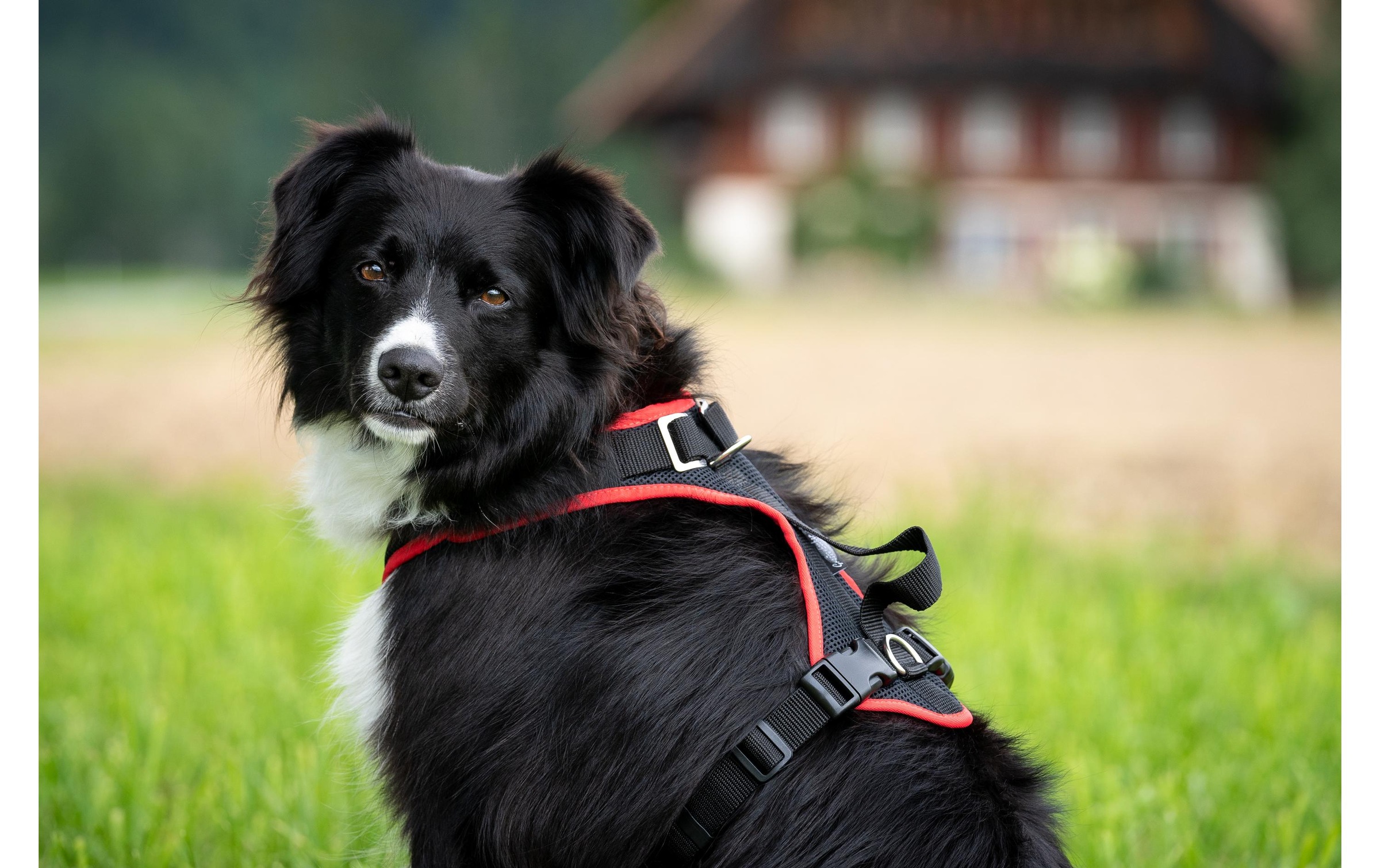 Hunde-Geschirr »Grossenbacher Vary M« Polyester