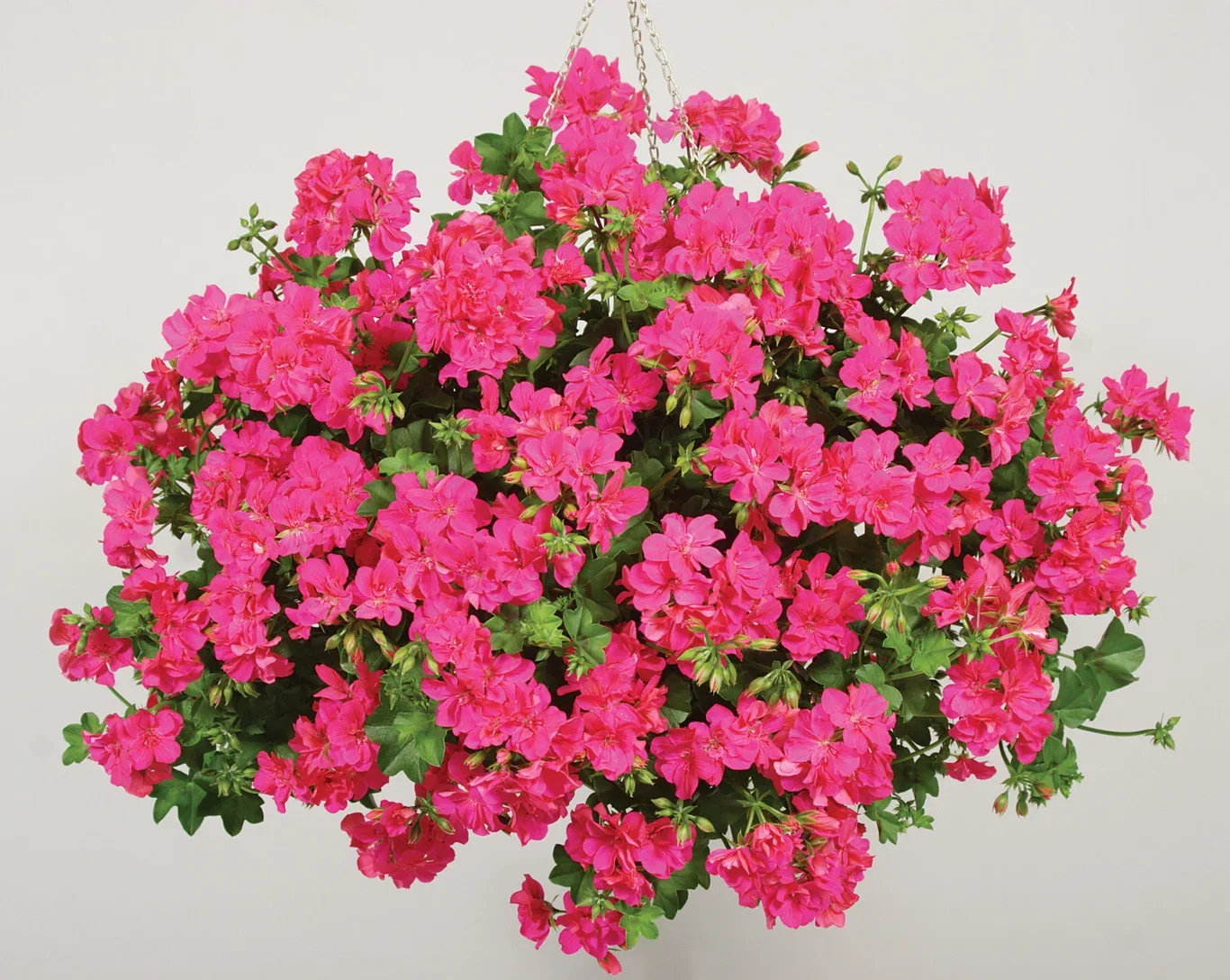 Pelargonium peltatum Slyngpelargonia stikling Ø6 cm