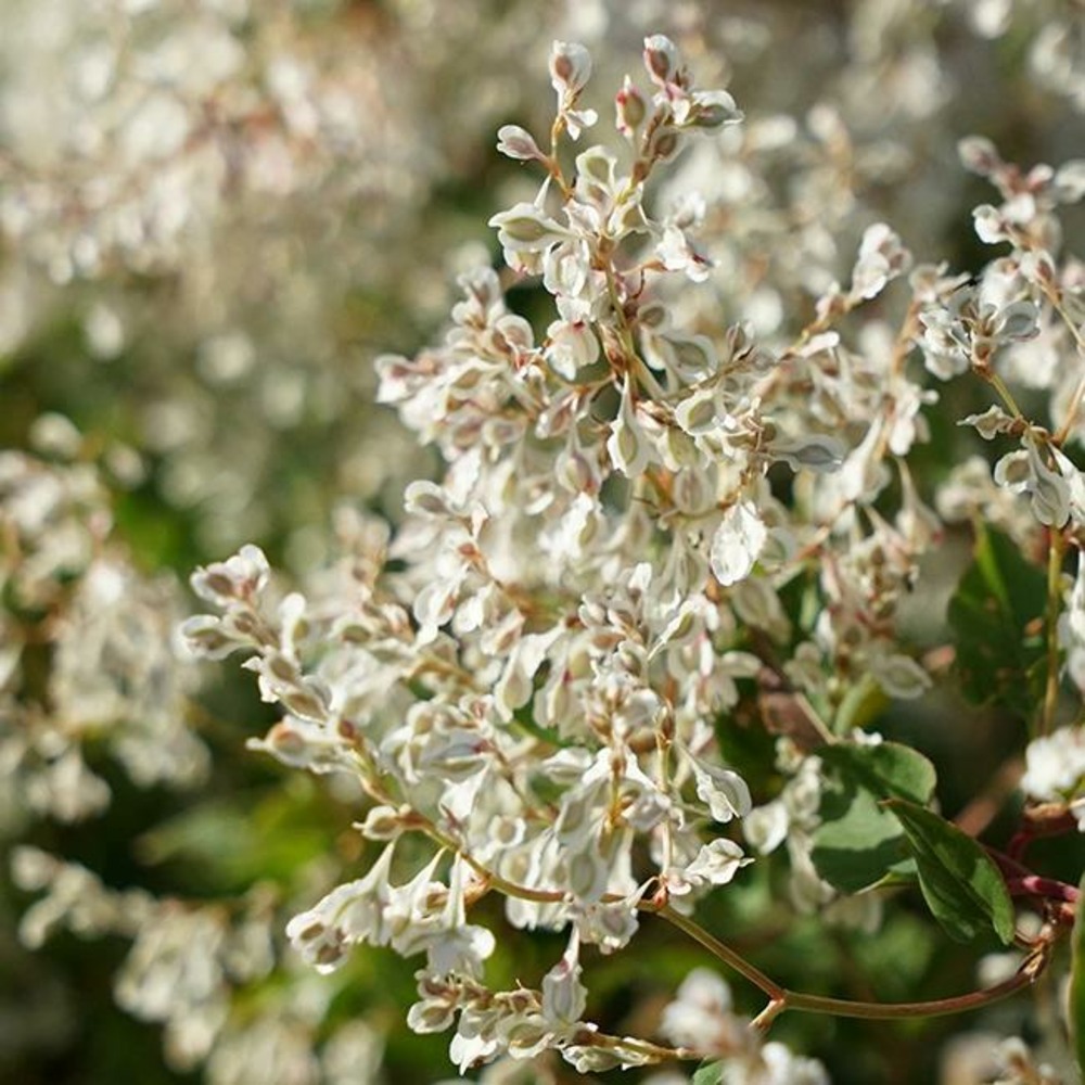 Renouée d'aubert - polygonum aubertii 3l