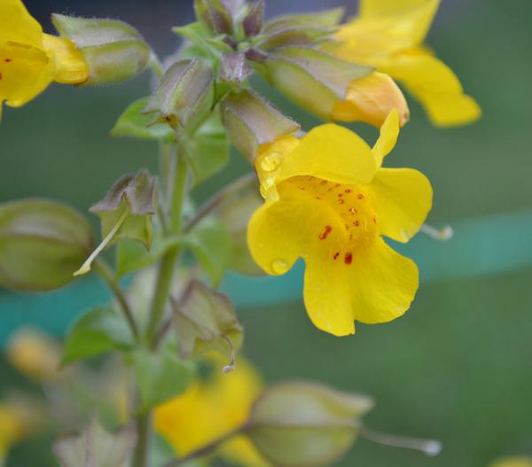 Gelbe Gauklerblume