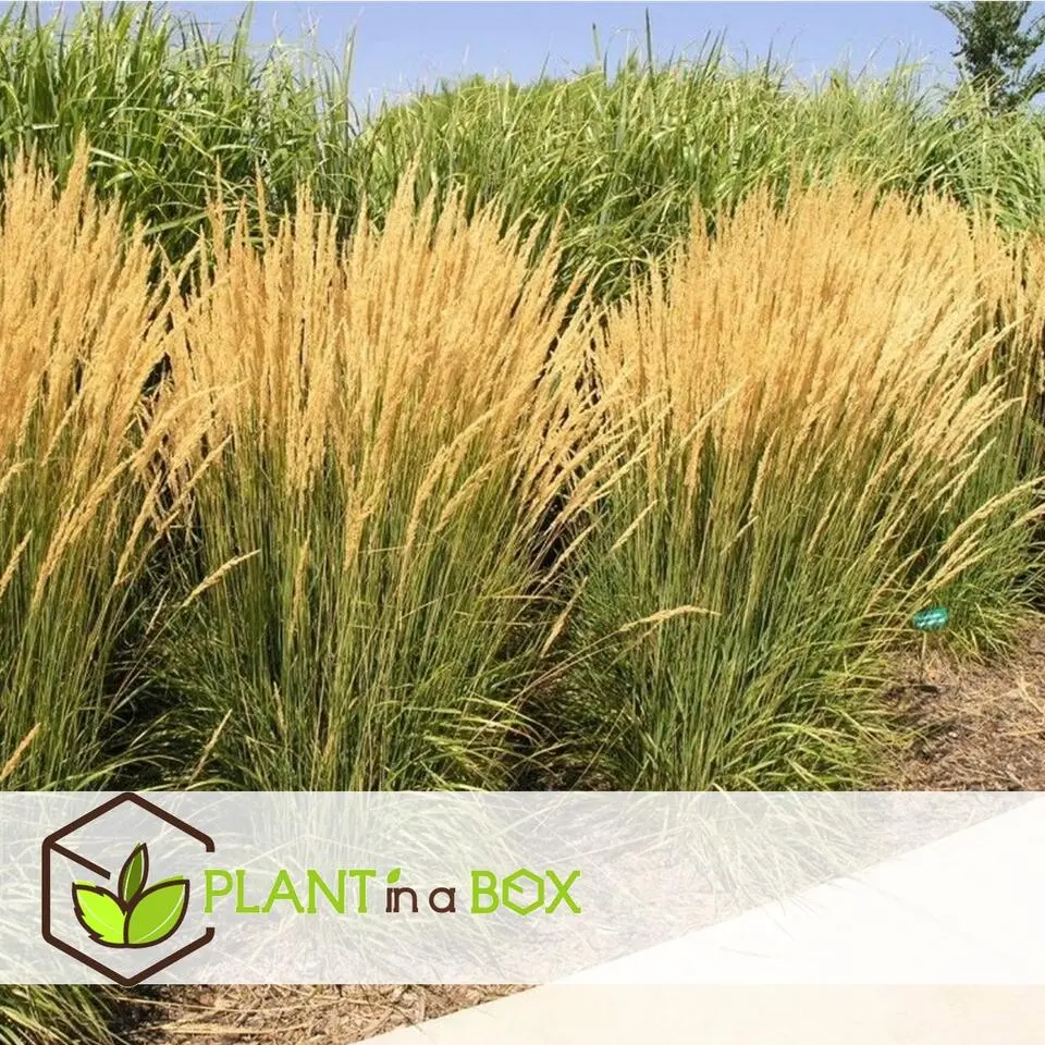 Bont struisriet - Calamagrostis acutiflora 'Overdam' - Hoogte 20-30cm - ⌀23cm