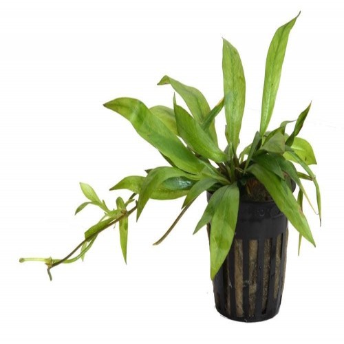Planta de aquário Tropica iberia Echinodorus Magdalensis