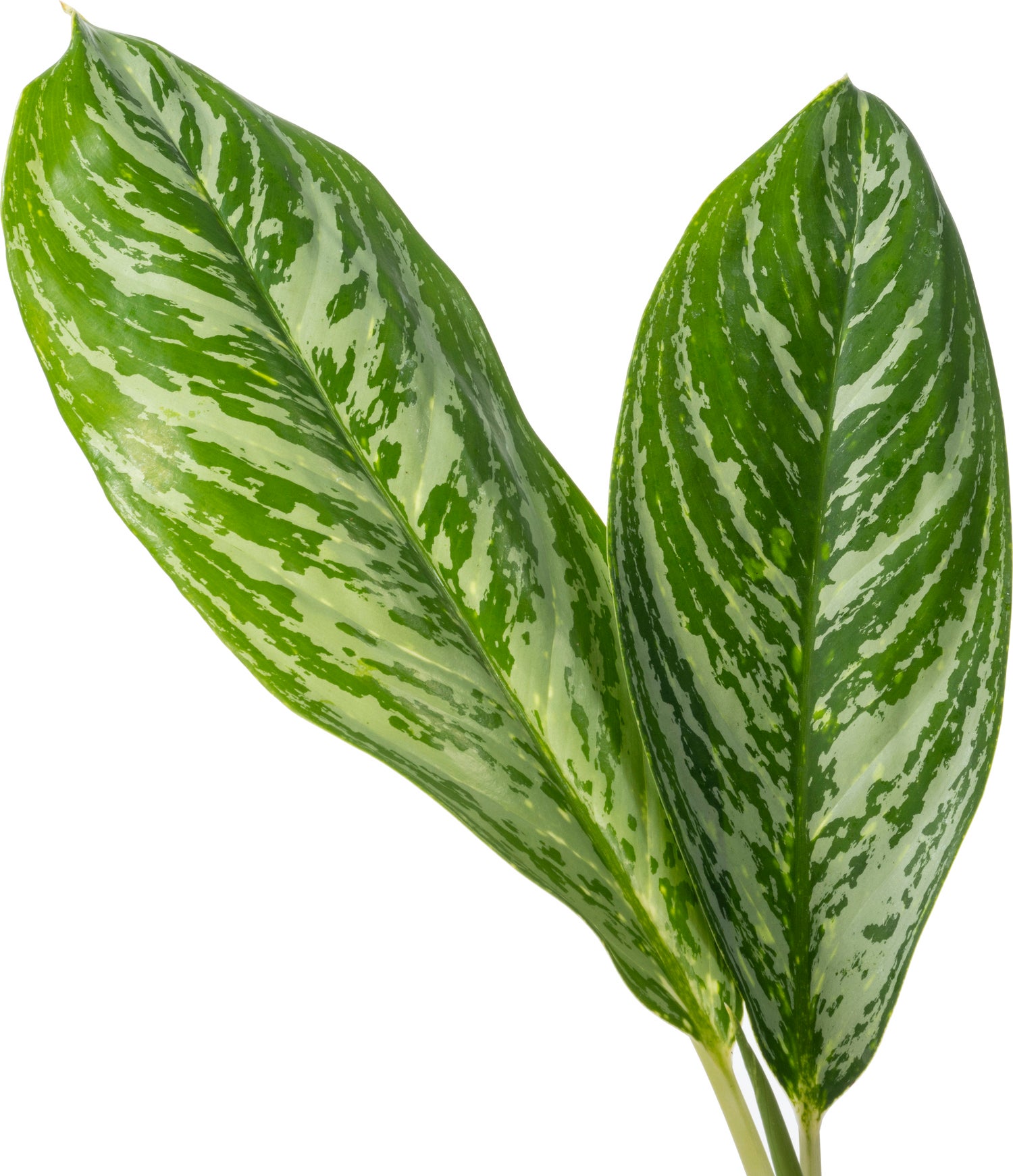 Aglaonema (Aglaonema 'Golden Madonna') D 24 H 60 cm