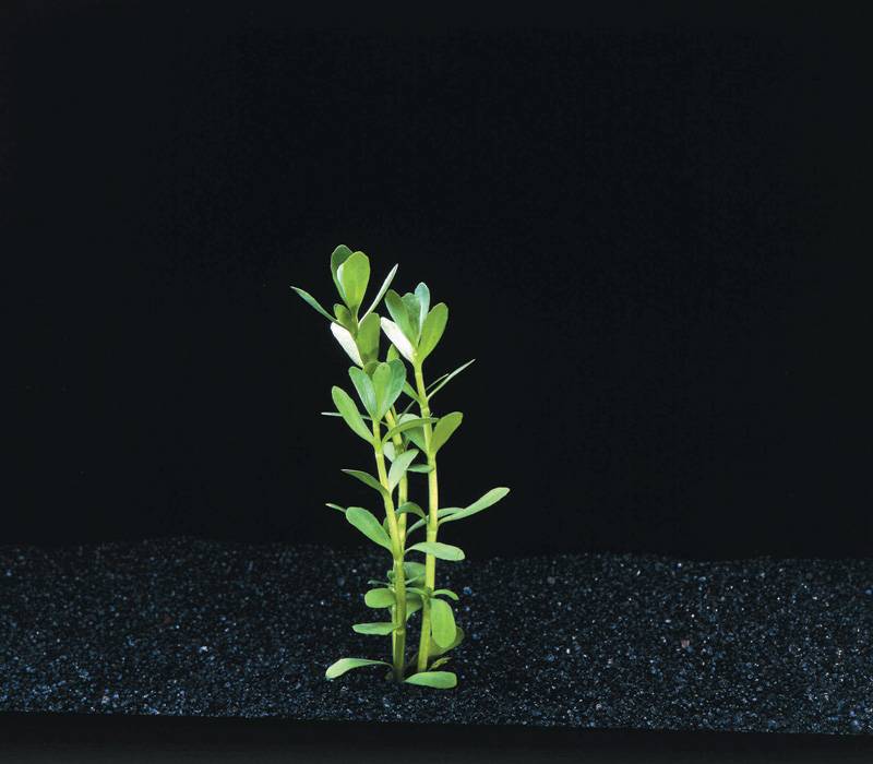 Waterplant Bacopa Monerii 5cm pot | Mooie aquariumplant
