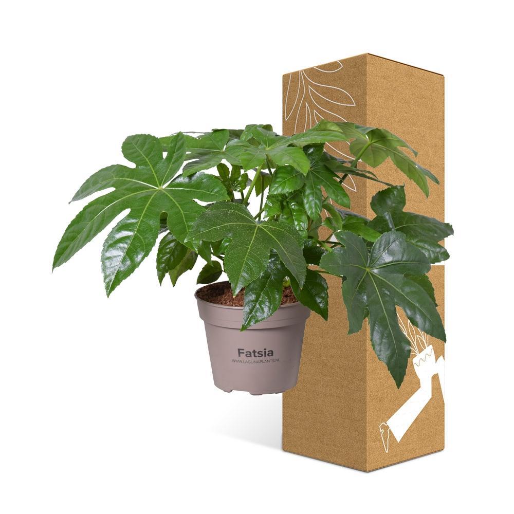 Plante d'intérieur - fatsia japonica 45.0cm