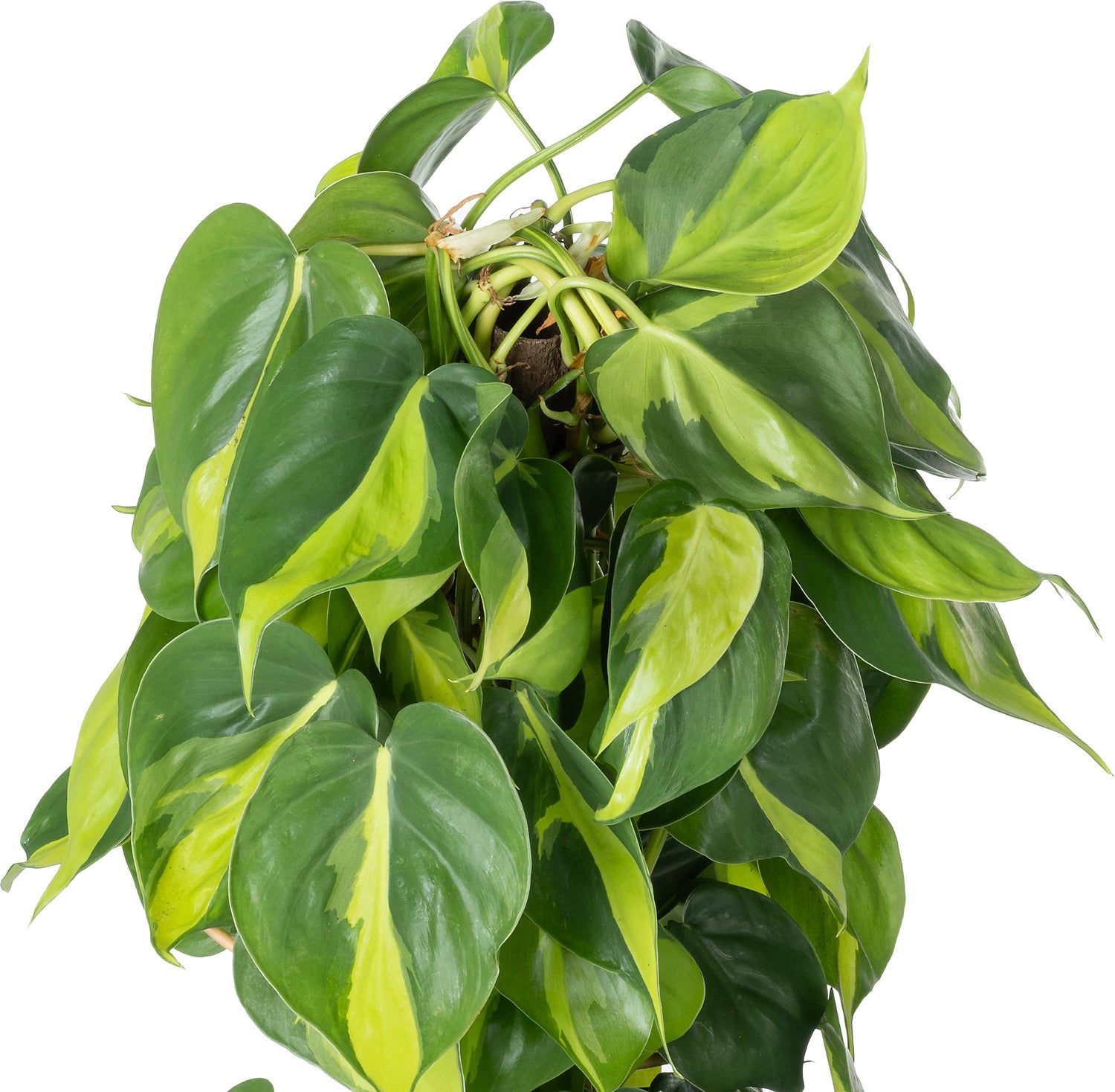 Philodendron op duurzame klimstok (Philodendron scandens 'Brasil') D 19 H 80 cm