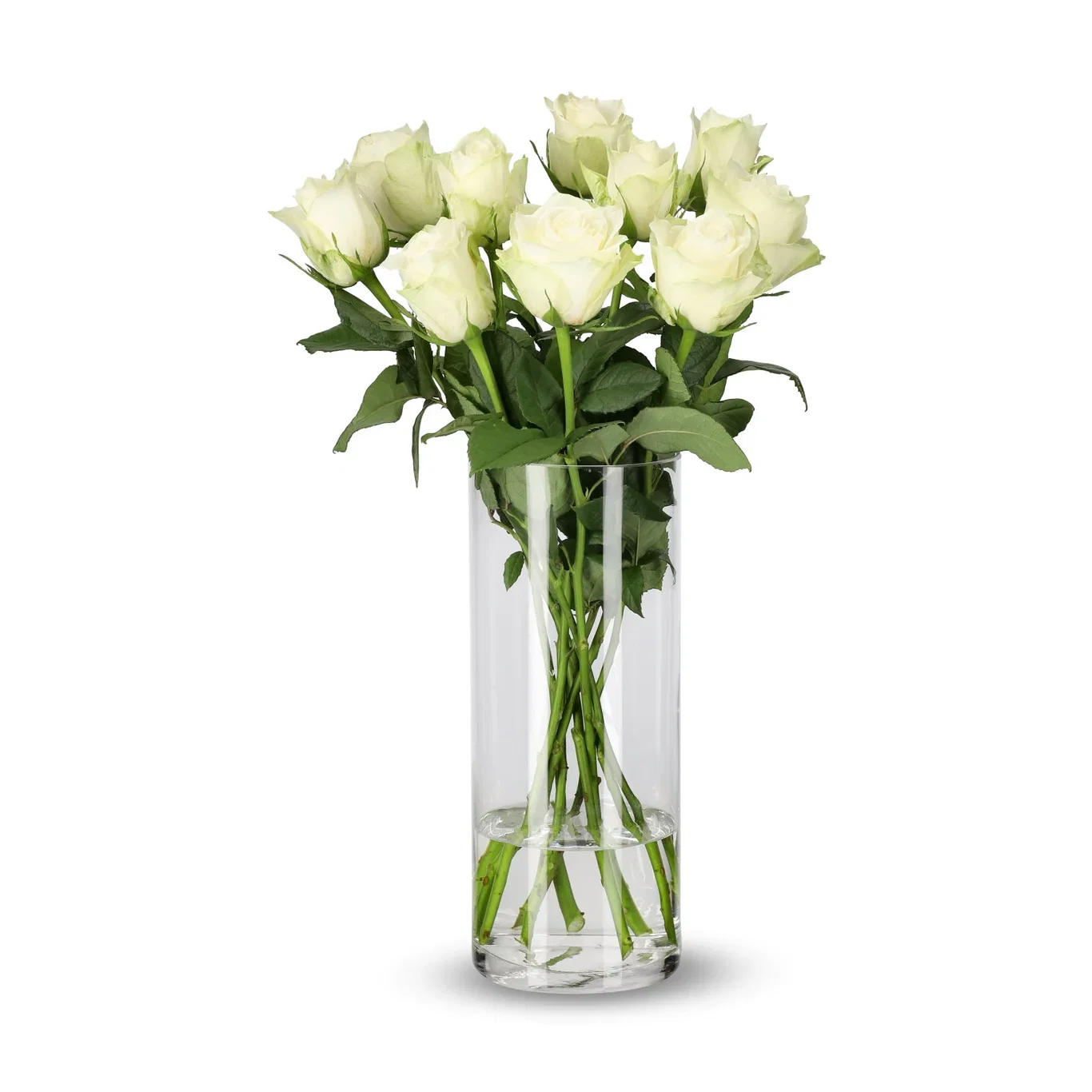 Roser 10 pk Høyde 50 cm