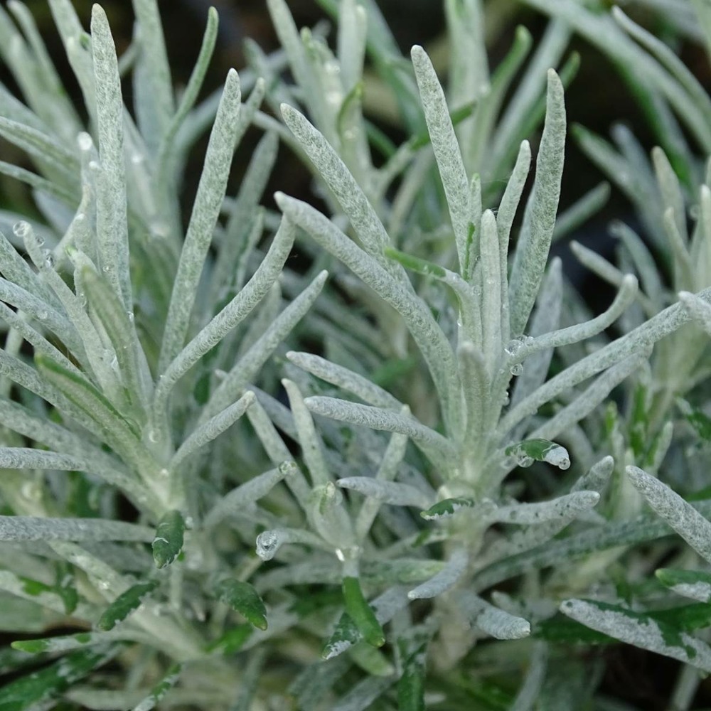Immortelle miel et curry bio/helichrysum x miel et curry[-]lot de 9 godets