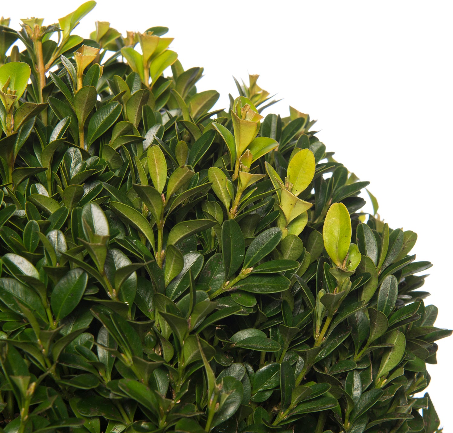 Buxus bolvorm (Buxus sempervirens) D 19 H 20 cm