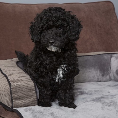 Sofá-cama Chester para animais de estimação, cinza