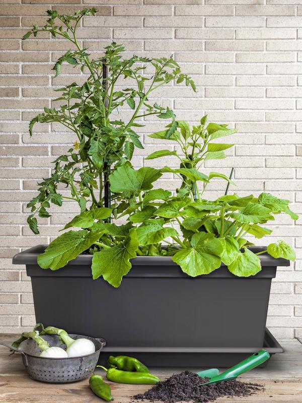 Dehner Kunststoff-Blumenkasten Magnus,