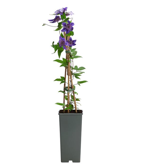 Waldrebe - Clematis 'Multi Blue'