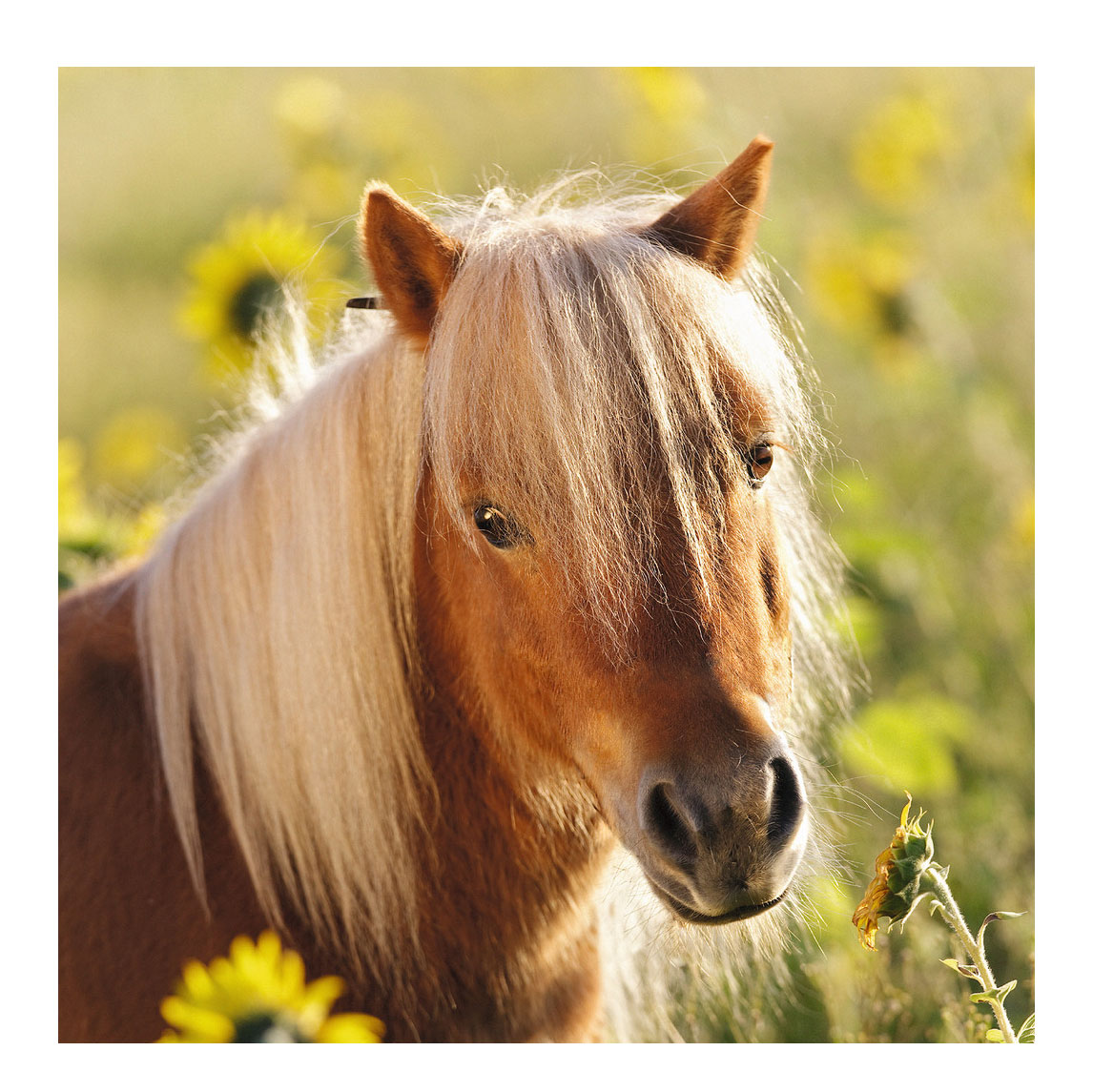 Schattige Pony's, 3x49st.