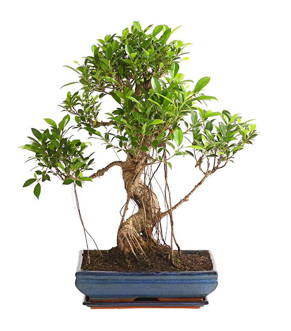 Chinesische Feige - Ficus retusa 'Ginseng', in