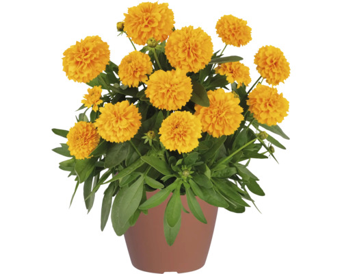 Coreopsis grandiflora 'Solanna Golden Sphere' FloraSelf Ø 12 cm pot