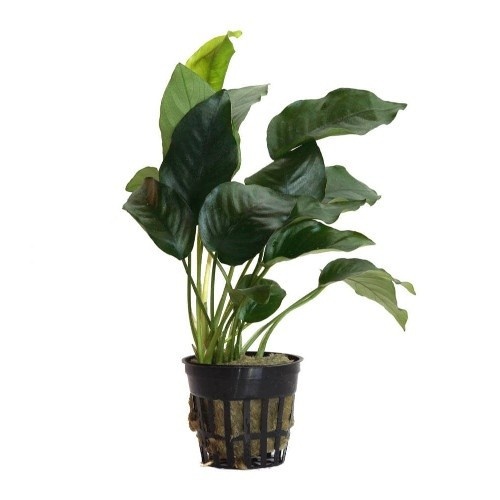 Anubias Barterii, planta para aquários.