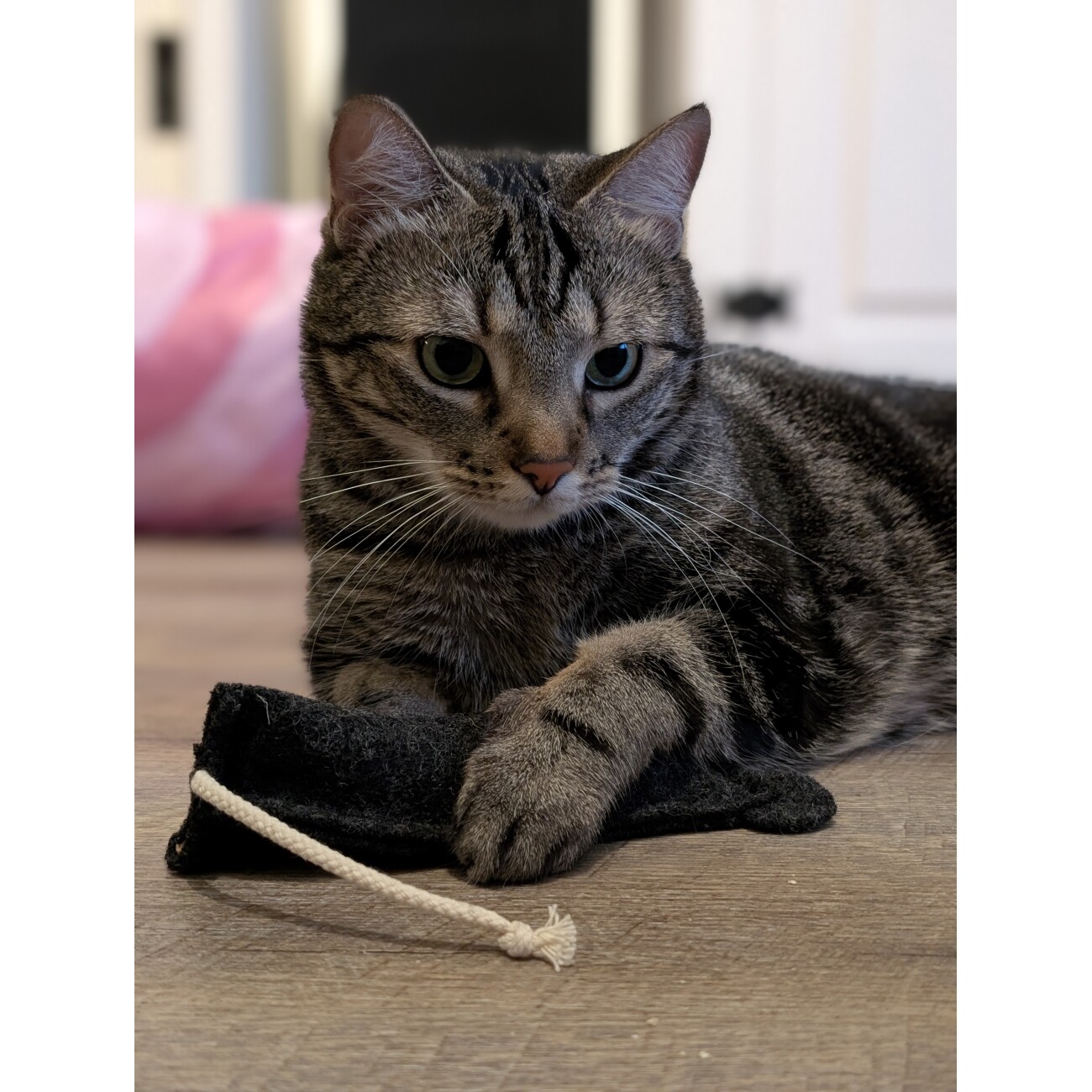 Kater Kasimir MÄUSERICH Deluxe - Die XL Spielmaus, handgemacht, aus echtem Wollfilz mit BIO-Katzenminze, BIO-Baldrian und Matatabi-Früchten