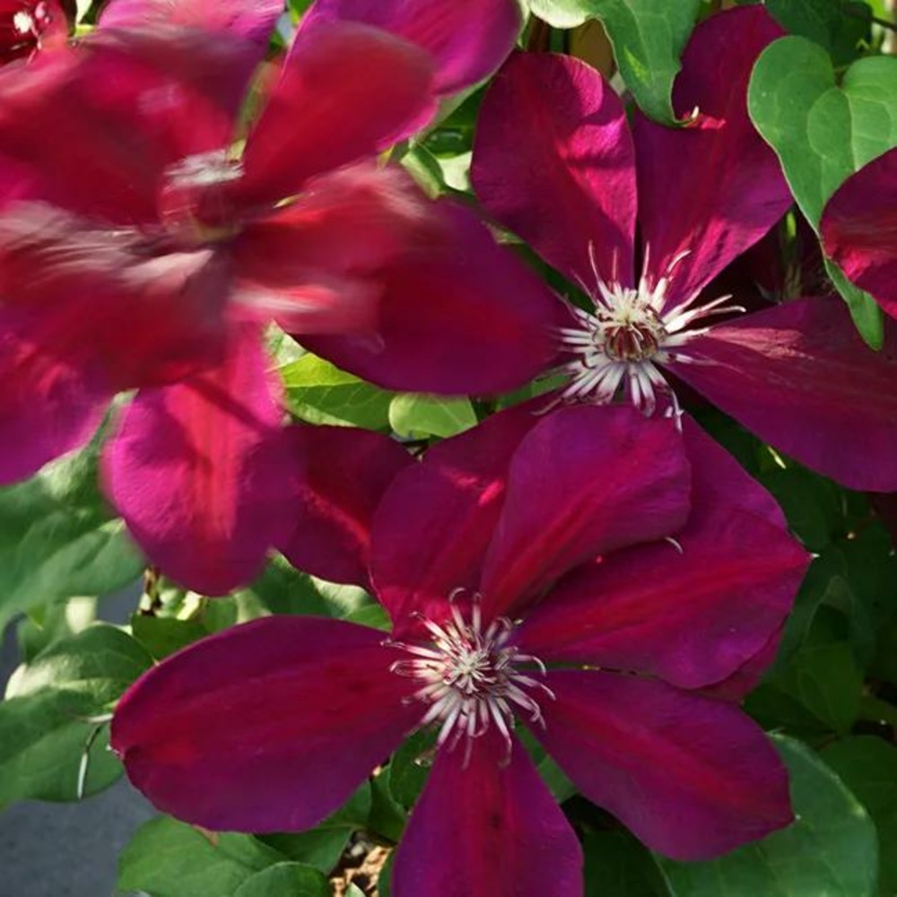 Clématite 'westerplatte' - clematis 3l