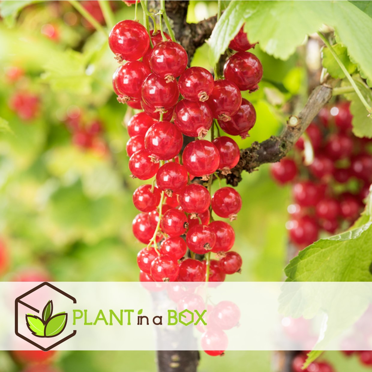 Berry mix - mélange de 8 - plantes de jardin - pot 9cm - hauteur 25-40cm