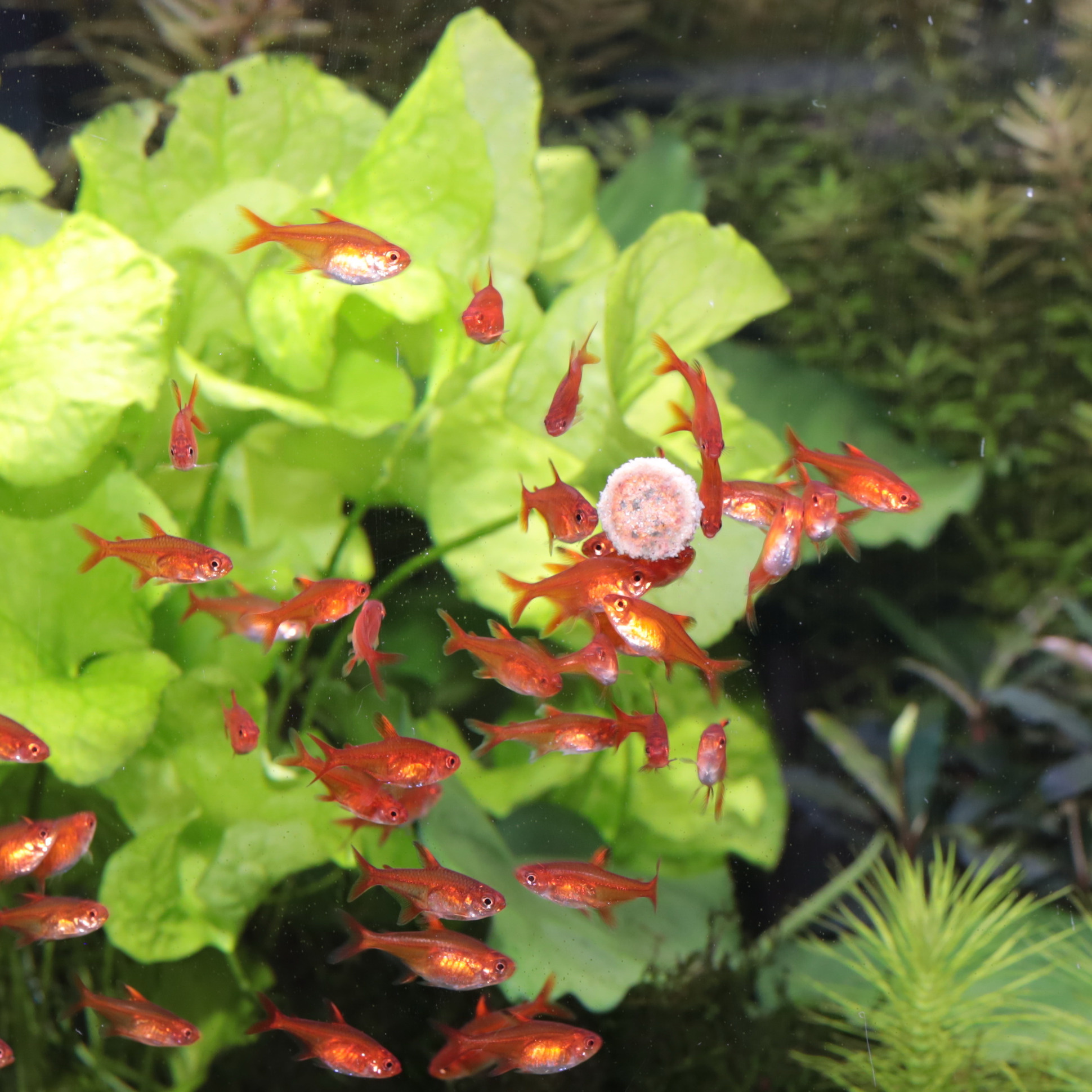 JBL Pronovo Tab M 5,5L | Aquariumvoer tabletten