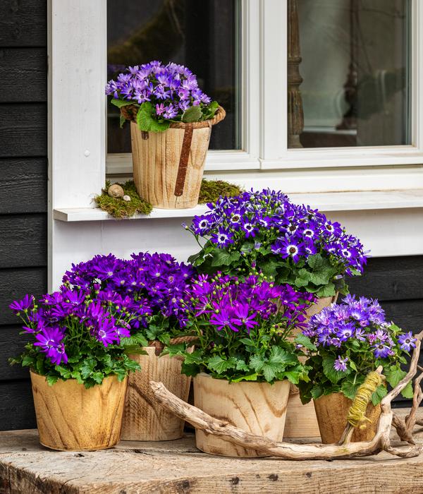 Teneriffa Stern - Cineraria