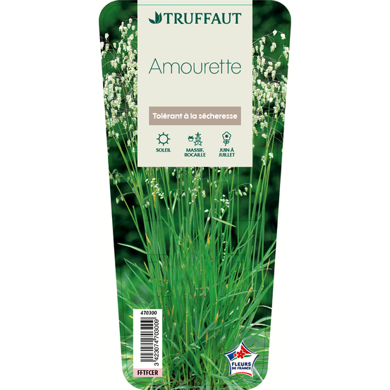 Amourette : godet vert