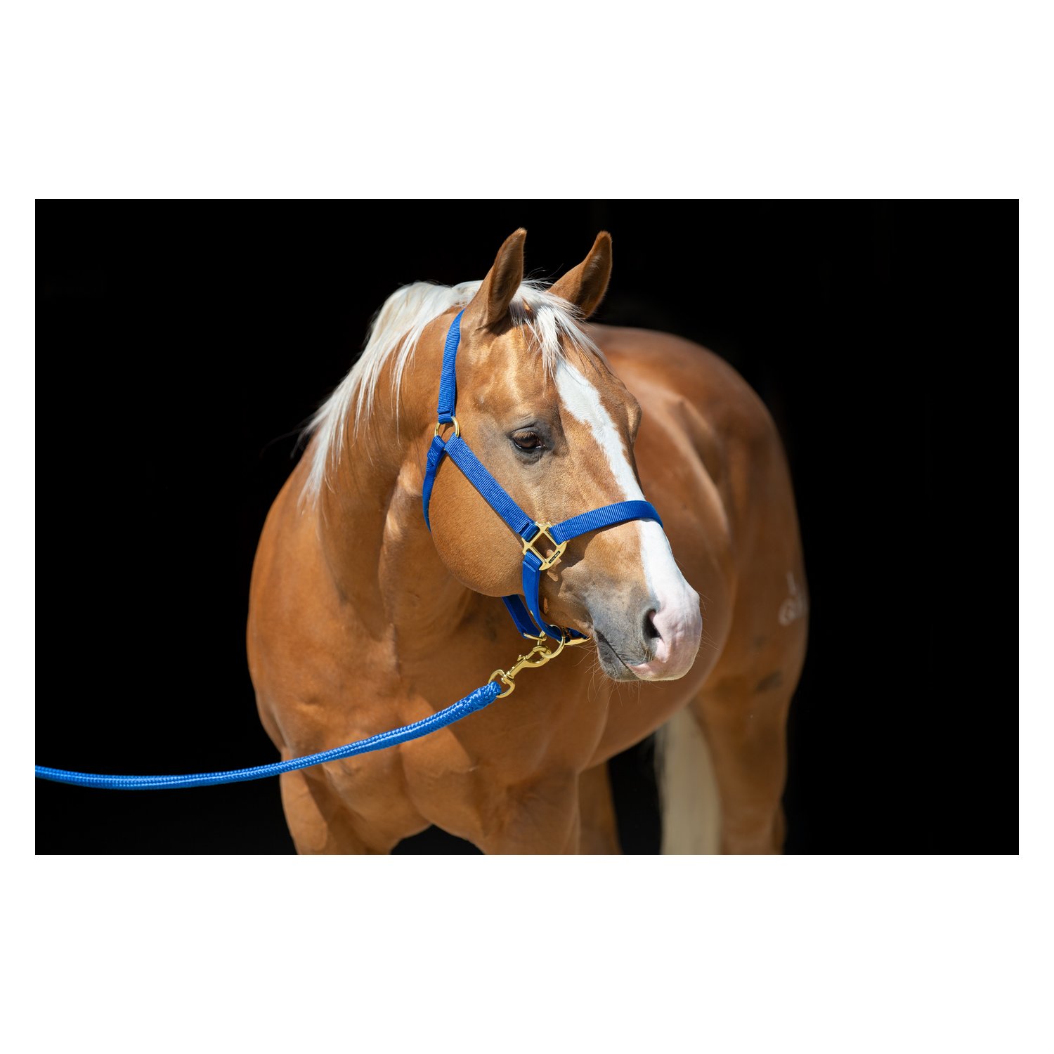 L-pro West Halfter mit Messingbeschlägen  - royalblau