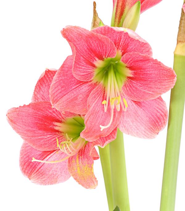 Amaryllis - Hippeastrum-Hybride, verschiedene