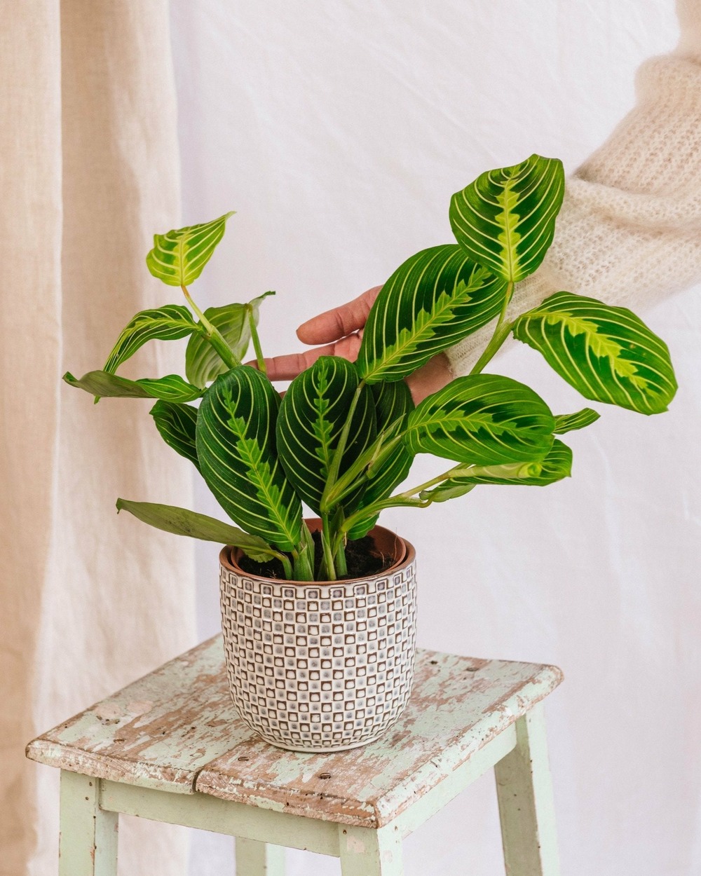Plante d'intérieur - maranta lemon lime 30.0cm