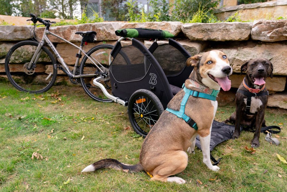 Burley TAIL WAGON Hundeanhänger kaufen | Bike-Discount