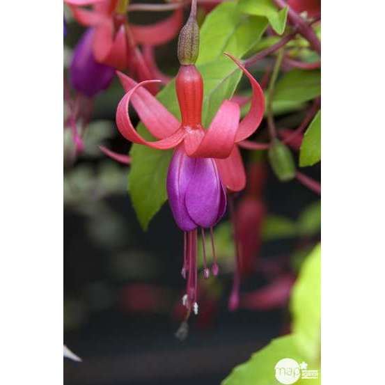 Fuchsia Genii : godet vert