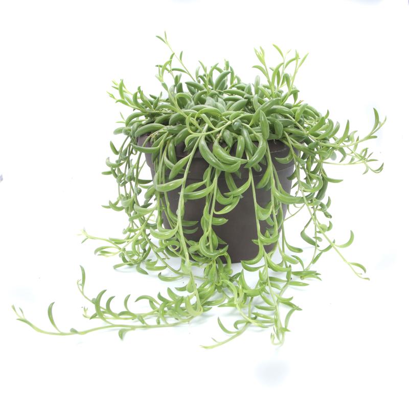 Senecio radicans - string of bananas - pot 12cm - hauteur 10-20cm