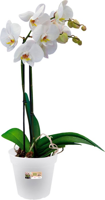 Elho bloempot Green Basics transparant D 13,1 H 12 cm