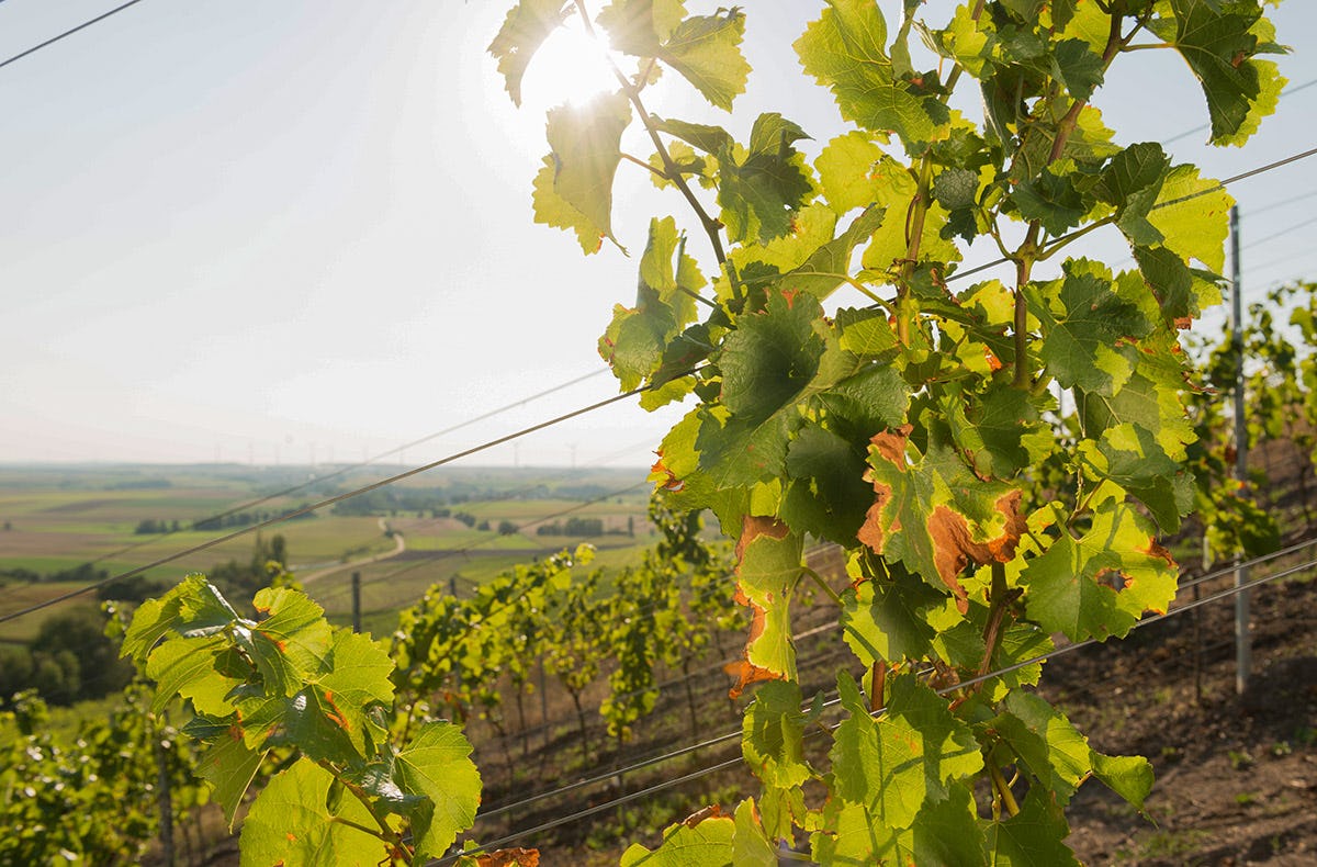 Weinbergwanderung Ulsenheim
