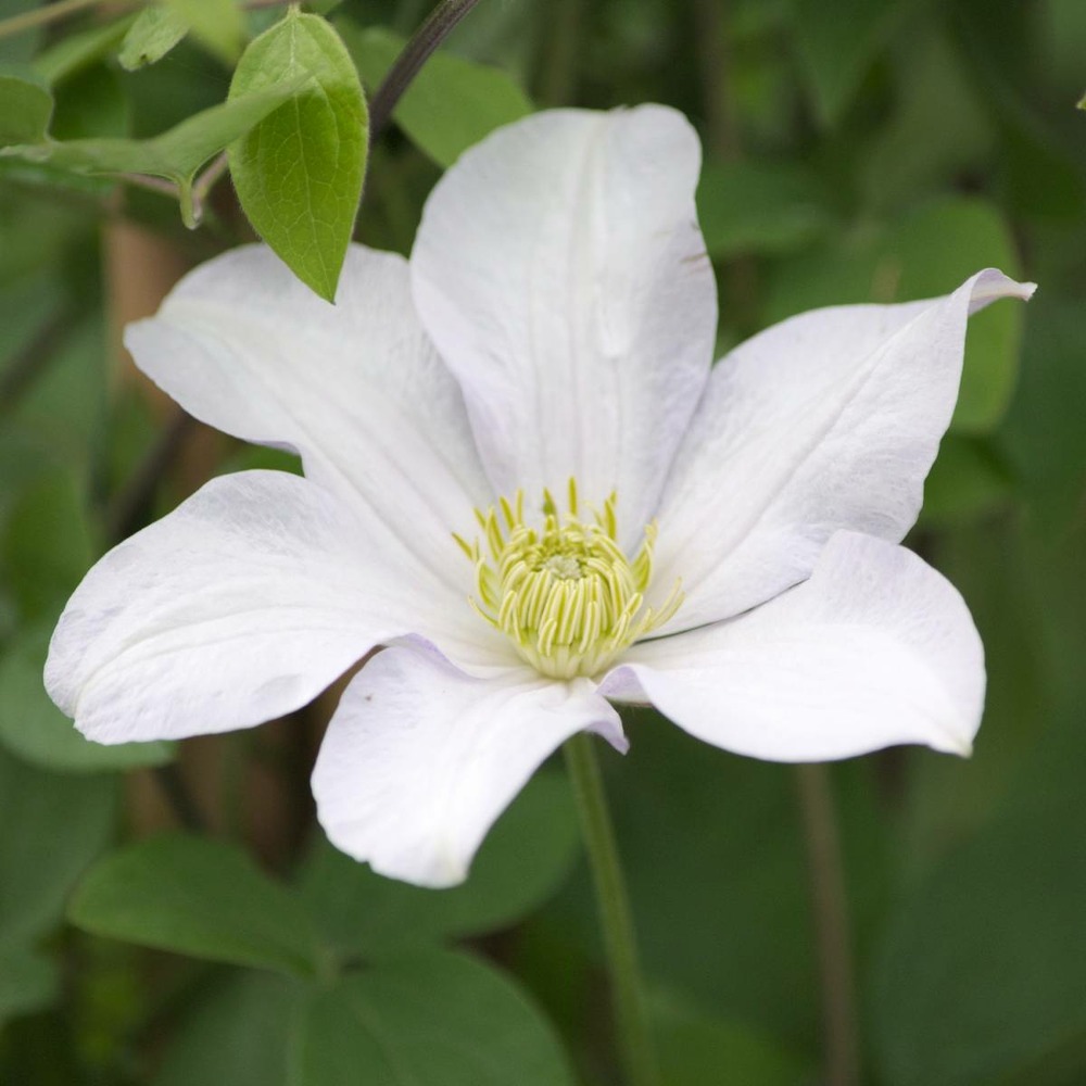 Clématite huldine/clematis huldine[-]pot de 1,5l - tuteur bambou 30/60 cm