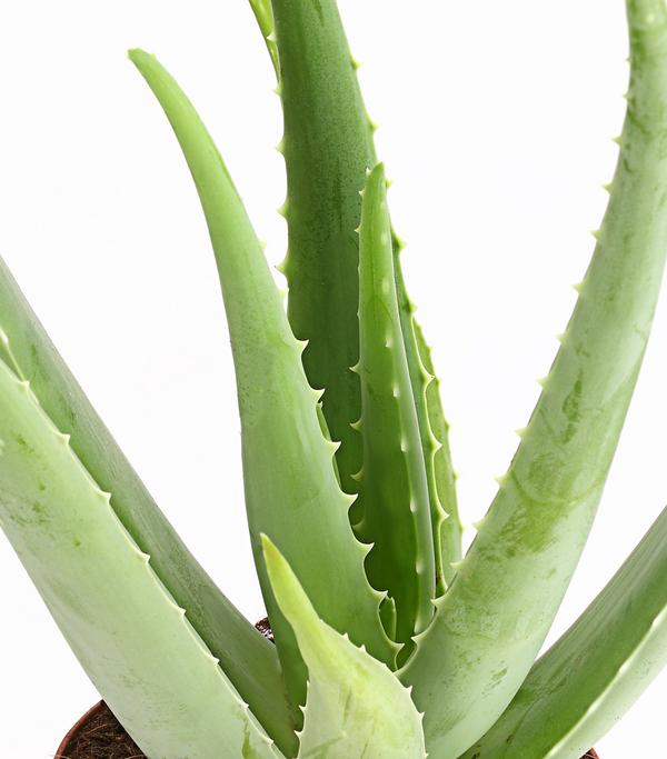 Echte Aloe - Aloe vera
