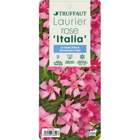Nerium Oleander Italia' pot 5L