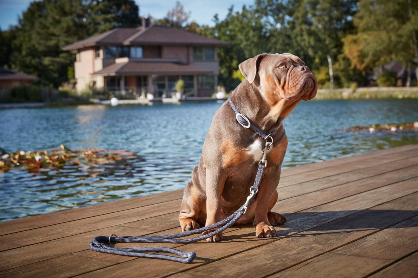 Hundehalsband Tau K2 Champagner - Wolters - Größe: XXL = 55 cm Länge
