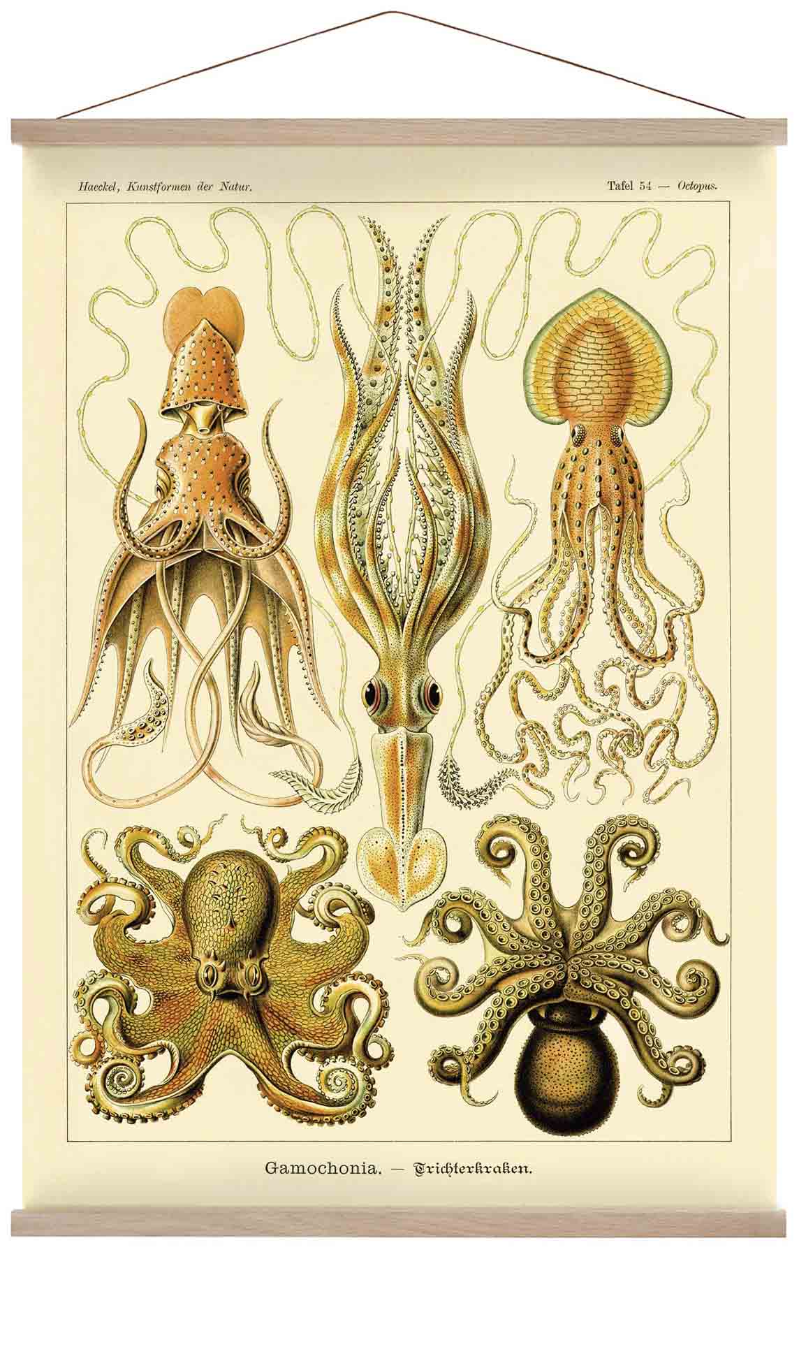 Gamochonia von Ernst Haeckel